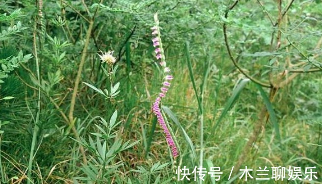食用价值|此物植物叫“参”却不是人参，价值珍贵，遇见莫忽视