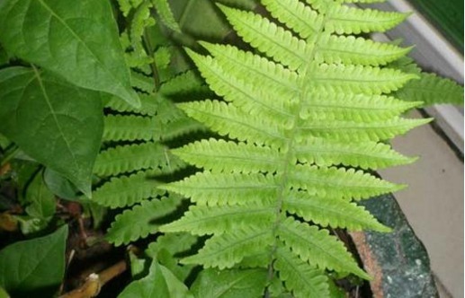 井边草|老一辈常吃，现在基本看不到的“野草”，小孩吃了智商高