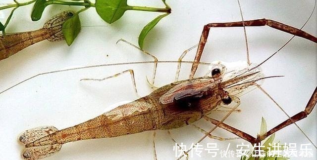 营养|河虾和海虾哪个更有营养吃了30年才知道,告诉家人以后别买错了
