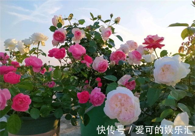 阳台如何养好月季,了解这些规则,新手也能养爆花