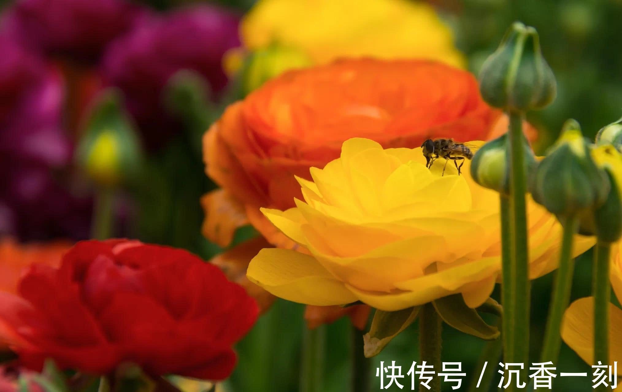 茉莉花|10种代表夏天的植物,我觉得是这些,你认为呢?