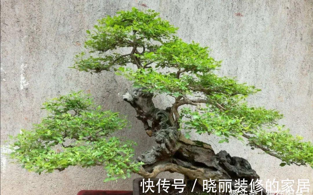 台友们|精辟：黄荆盆景造型，需体会“蟠扎骨架，修剪成型”！