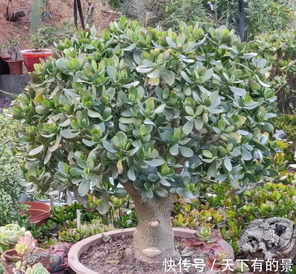 复合肥|“穷养”5种花,用小花盆栽种,多晒少管更利于生长,又美又值钱