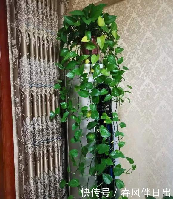 养花别乱放,家里有几处,空着也别放,放一盆死一盆