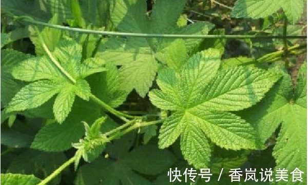 农村|被埋没在农村的5种“抗癌王”，效果比蒲公英还要好100倍