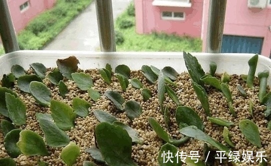 泥土|5种“不死花”, 一片叶子就能繁殖一整盆, 不用再买盆栽了!