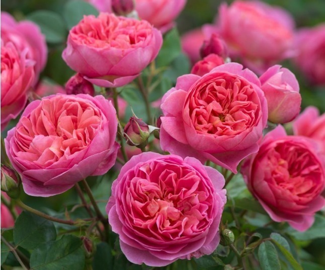 生根水|大妈养花,只用3种“生根水”,年年开花都“爆盆”,邻居都羡慕