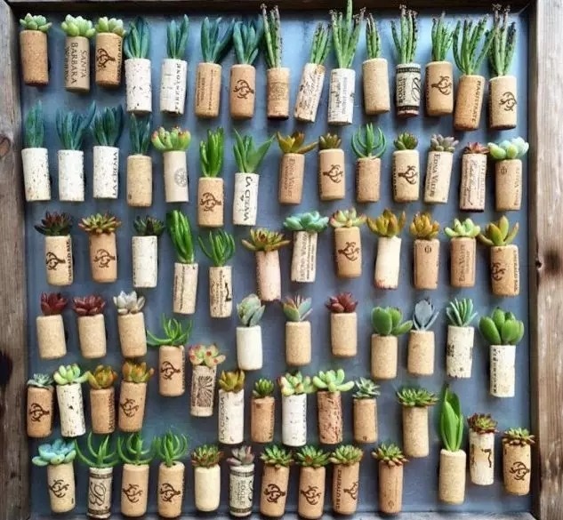 养护|指甲盖大小的多肉你见过吗自己在家就能养出来,可爱到心颤!