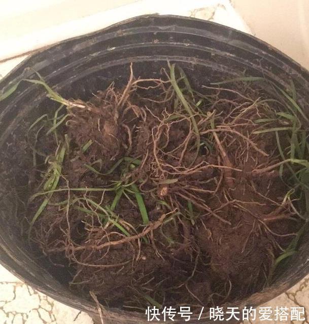 饮料瓶|谁说养花一定要用花盆,空酒瓶、饮料瓶、罐头瓶秒变养花神器!