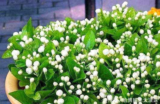 茉莉花|茉莉老桩换盆，做好“1步”处理，不黑叶不烂叶，变“开花机器”