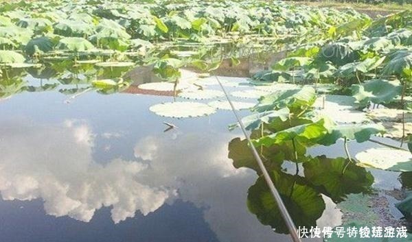 鲫鱼|野钓万能饵料,小鱼不闹窝只把大鱼钓!