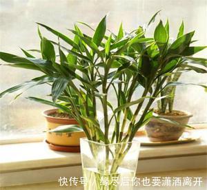 4种花，就适合穷养，用小盆，少浇水，越养越旺盛