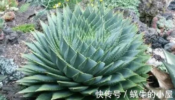 龟甲牡丹|盘点5种贵货多肉，大多数人养不起，养了要珍惜，你家养过几种？