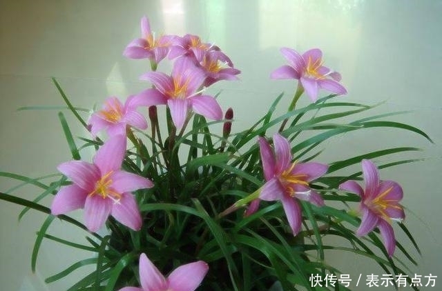 上班族适合养的花,浇点水就开花,有光就爆盆,一开就是300多