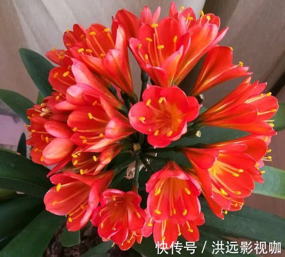 浇水|君子兰浇水4要点，掌握君子兰四季浇水技巧，开花爆盆不难