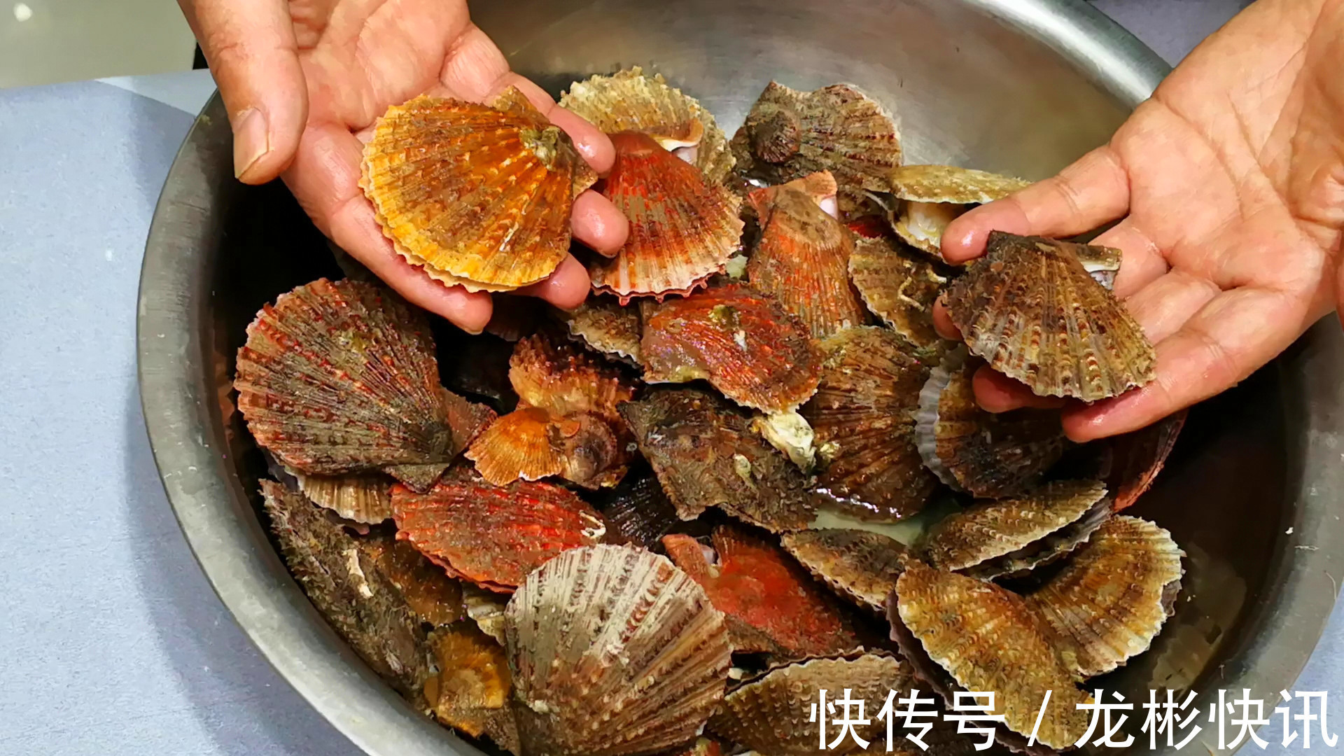 做扇贝时，最忌直接加水煮，教你正确做法，扇贝肉质鲜嫩、不回缩