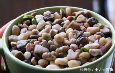 吃完这4种水果,我把籽扔花盆里,秒变小森林!