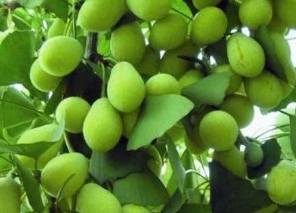 枇杷|人到中年,7月夏天坚持常吃的食物,排毒消脂,肌肤水嫩又细腻