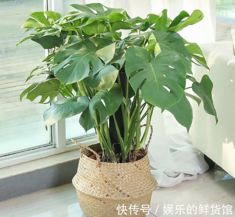 龟背|龟背竹室内盆栽养不好？掌握住这3个技巧，叶子长得比脸盆大
