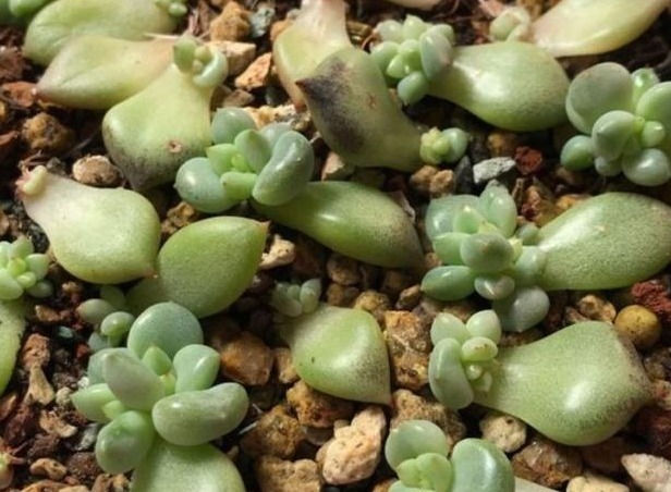 多肉不用买，摘下叶片放“土里”，生根发芽特别快，轻松长满盆！