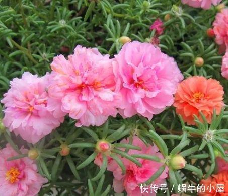 二月初六,家里阳台养上4种花,花色繁多易爆盆,娇艳欲滴