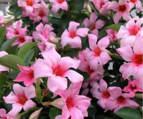 4种花超漂亮,迷人的花朵,开满整个花盆,快养起来吧!