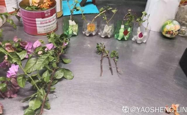 扦插|三角梅的养护大全摘光叶子,少浇水,使劲晒,开花爆满盆