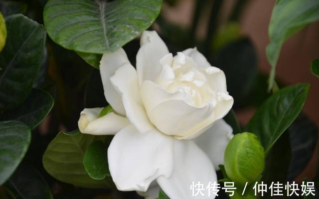 栀子花度夏注意的几点，花开不断，枝繁叶茂不再黄叶