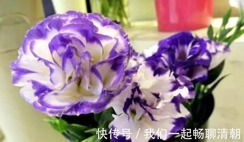 4种花养家里，清新浪漫、气质出众，人养花，花也养人