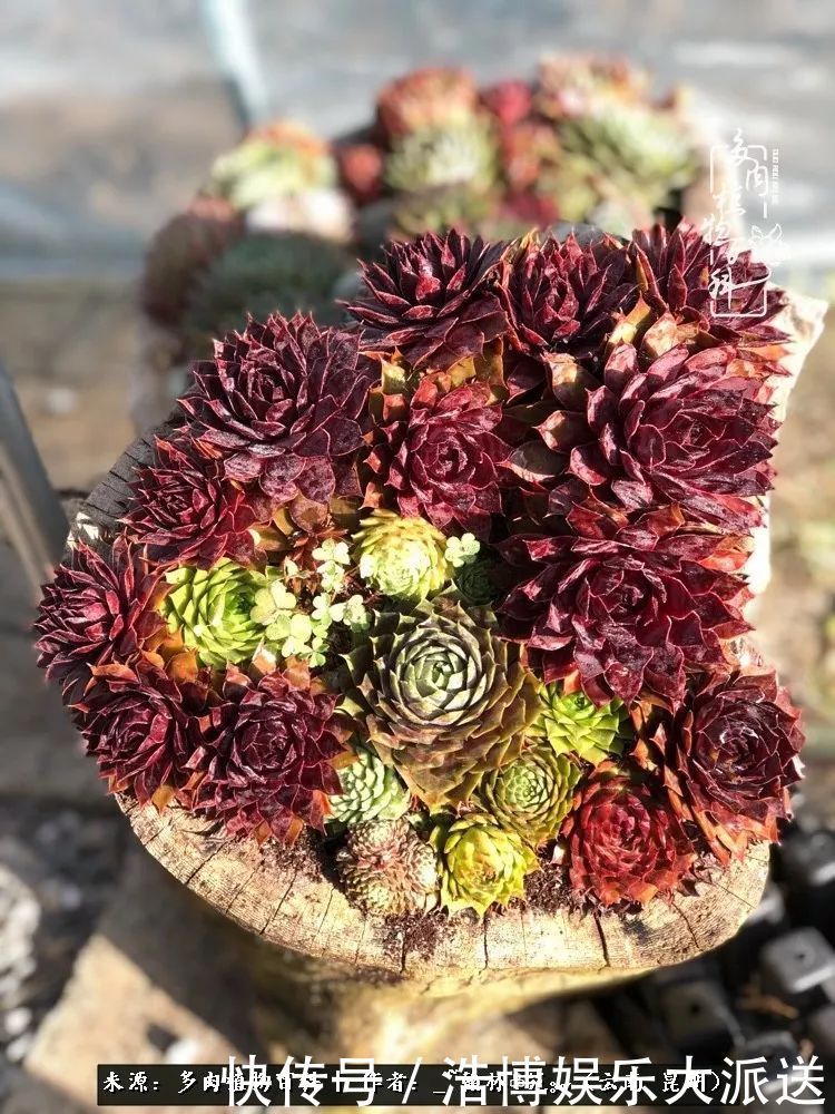 挂区|因为多肉,背井离乡来到开挂区,多肉变好看,小伙变大叔!