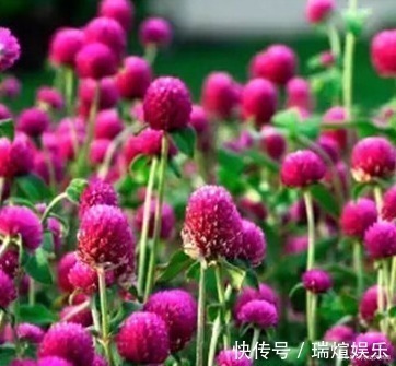 此花象征着永恒的爱,还能泡出清香怡人的花茶,真是惬意自得