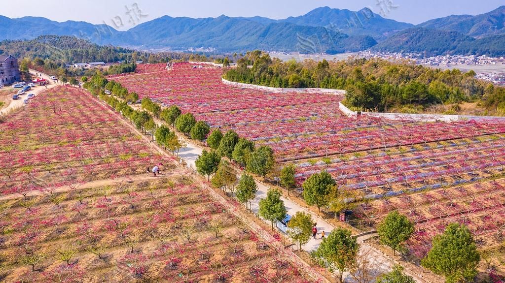 广东蕉岭：万株桃花灼灼开，来邂逅最美春光！