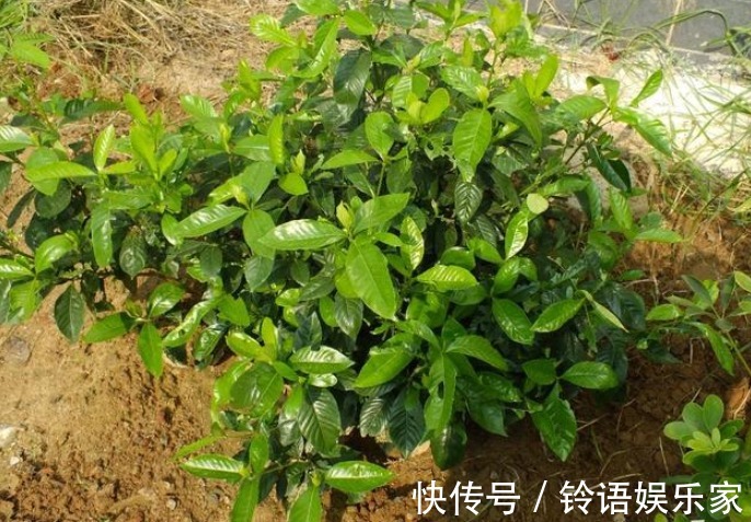 成活率|水插栀子花,想要提高成活率,这些事情要做好!