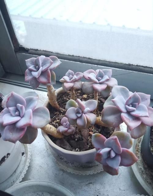 夏季怎么预防多肉黑腐呀？