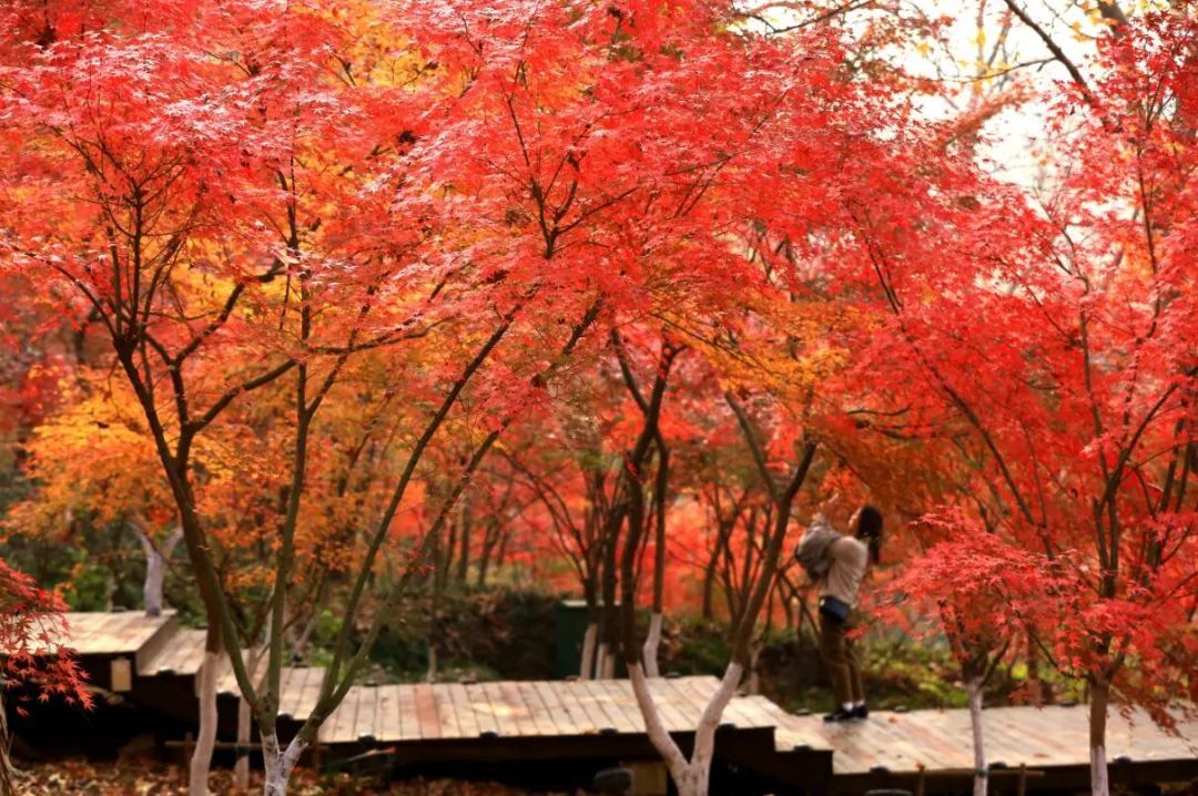 天开岩|栖霞山已经红红红！再等等等就要明年见啦！