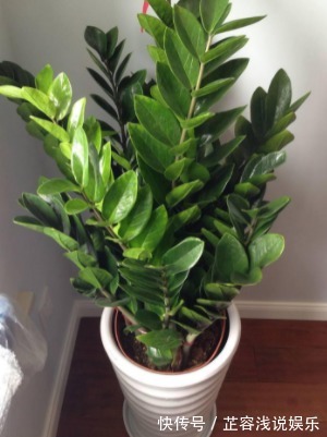 想要金钱树叶子油亮,夏季“这样”做,新手也能养爆盆