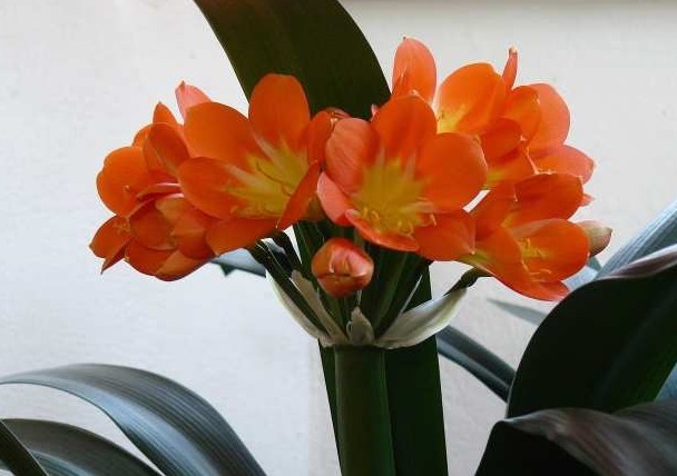 你家君子兰为什么养护不开花，快来瞧瞧君子兰栽培技巧