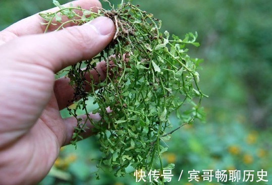 慢性单纯性鼻炎|鼻炎的“天敌”找到了,每天抹一点,鼻炎不再扰,早用早受益