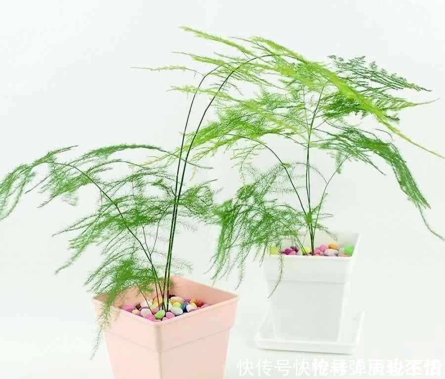 黄叶|文竹黄叶不要急,给它一点“甜头”,叶片绿油油