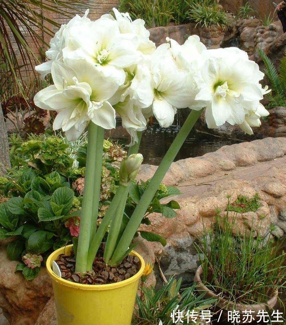 一个大疙瘩,开花“比脸大”,养朱顶红的5个窍门,年年开大花