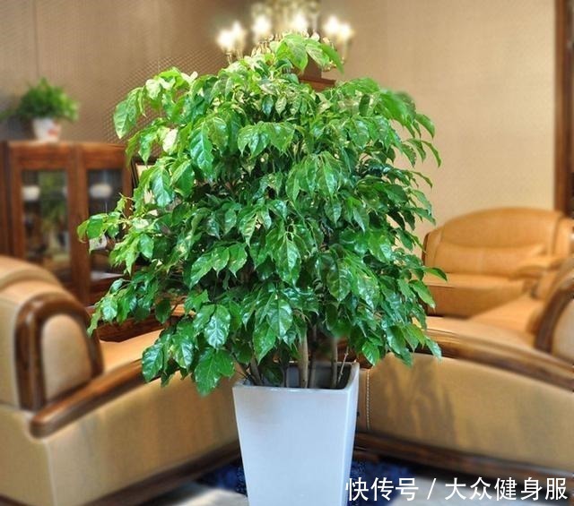 家中养这4种“懒人树”,一年蹿到两米高,客厅变成“绿森林”!