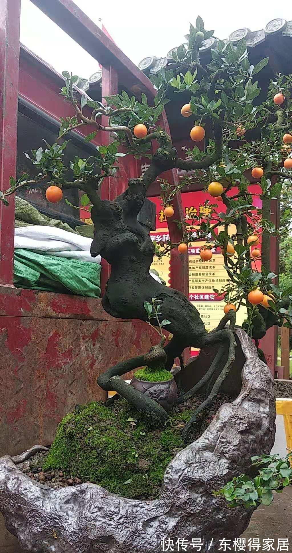 金弹子|有些树比玉树马齿苋更有价值,养成老桩能卖上万元