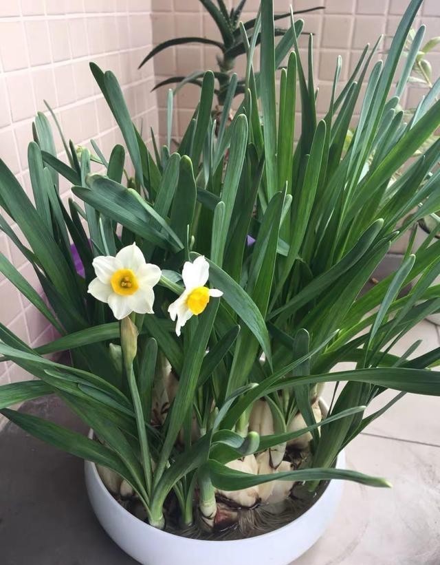 火爆|水仙花在冬天很火爆,盆里倒点水,种球放水里,花瓣开到春节