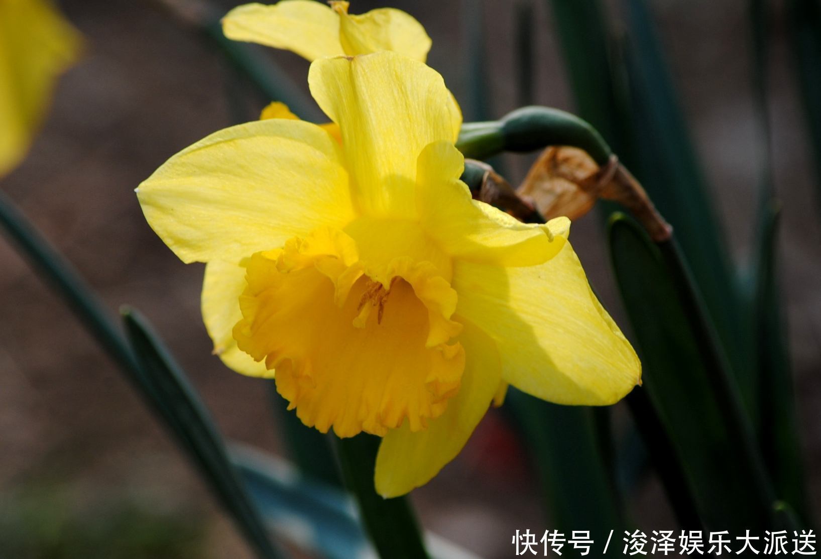 2月10生日花语 2月10生日花语