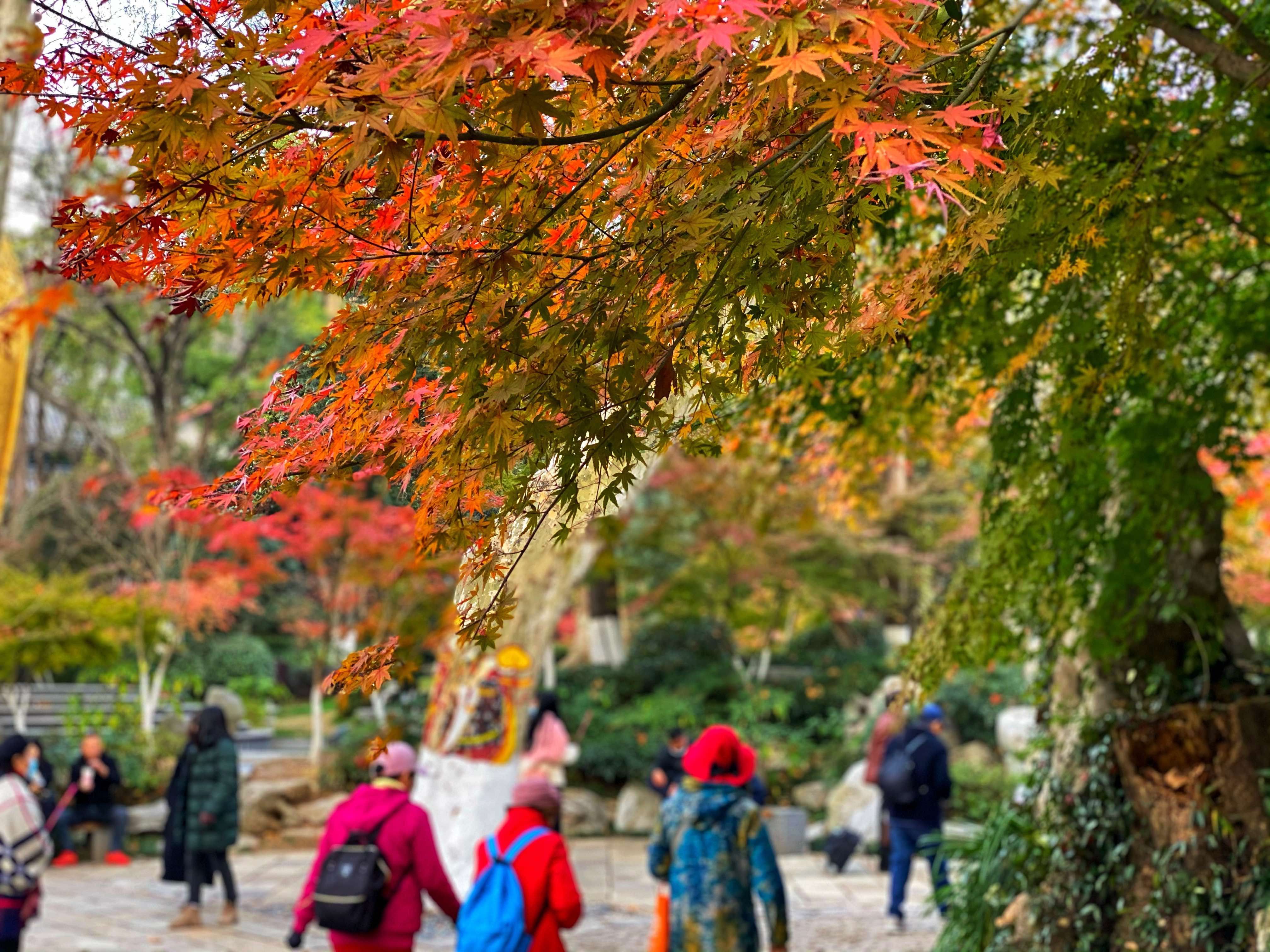 到栖霞山赏|初冬的南京栖霞山，来一场色彩斑斓的旅行