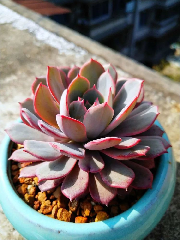 养肉三年,分享养肉经验,谈谈适合逆开挂区的多肉!