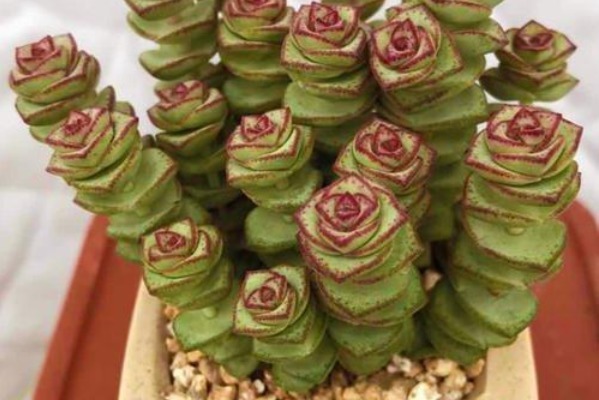 给钱串子换盆是有技巧的,切记避开这个时间点,十天长成小森林