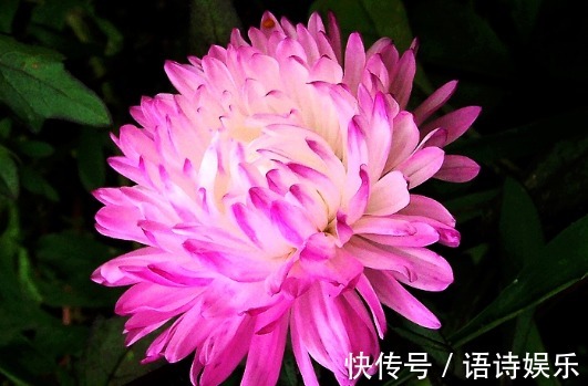花开似“绒球”,比菊花好养,比牡丹有趣,好养易活,一开150天