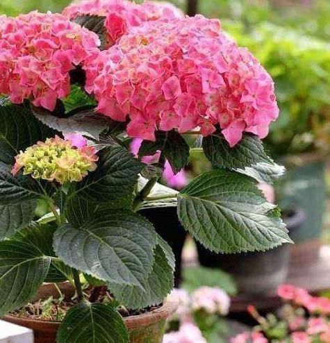 石榴花|“7种花”适合养家里,一年四季都能养,开花迷人,一盆养好多年