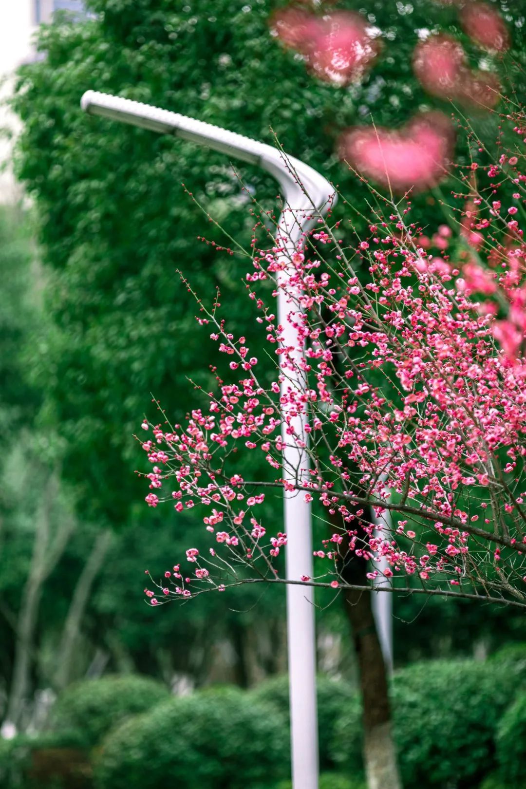 梅花|赏梅，走起！